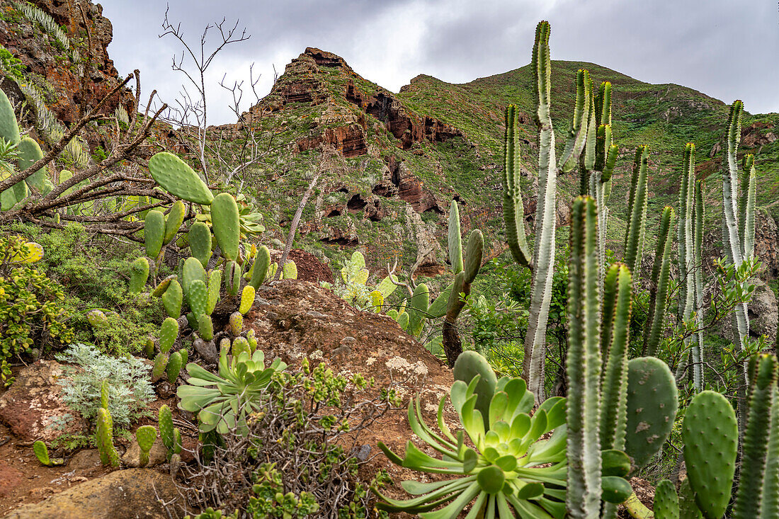 Landscape on the hiking trail from Punta del Hidalgo to Chinamada, Tenerife, Canary Islands, Spain