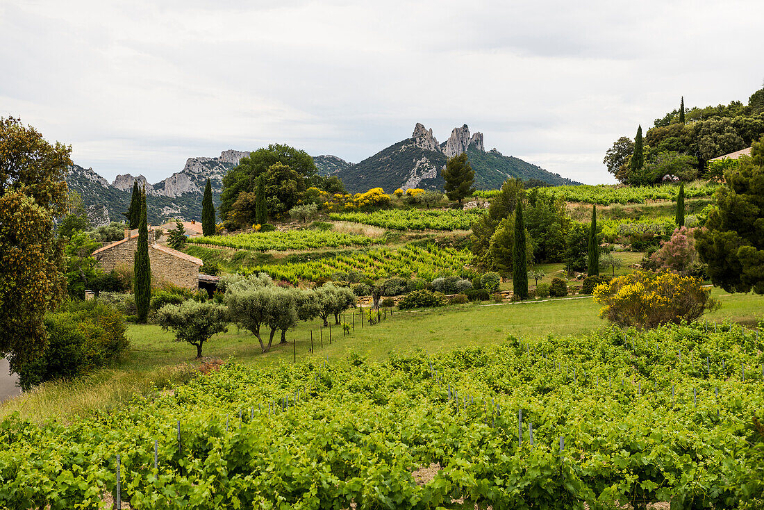 Malerisches Bergdorf und Weinberge, Suzette, Dentelles de Montmirail, Département Vaucluse, Provence, Provence-Alpes-Côte d'Azur, Frankreich