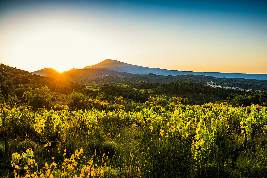 Mittelalterliches Bergdorf und Mont Ventoux, Sonnenaufgang, Le Barroux, Dentelles de Montmirail, Département Vaucluse, Provence, Provence-Alpes-Côte dAzur, Frankreich