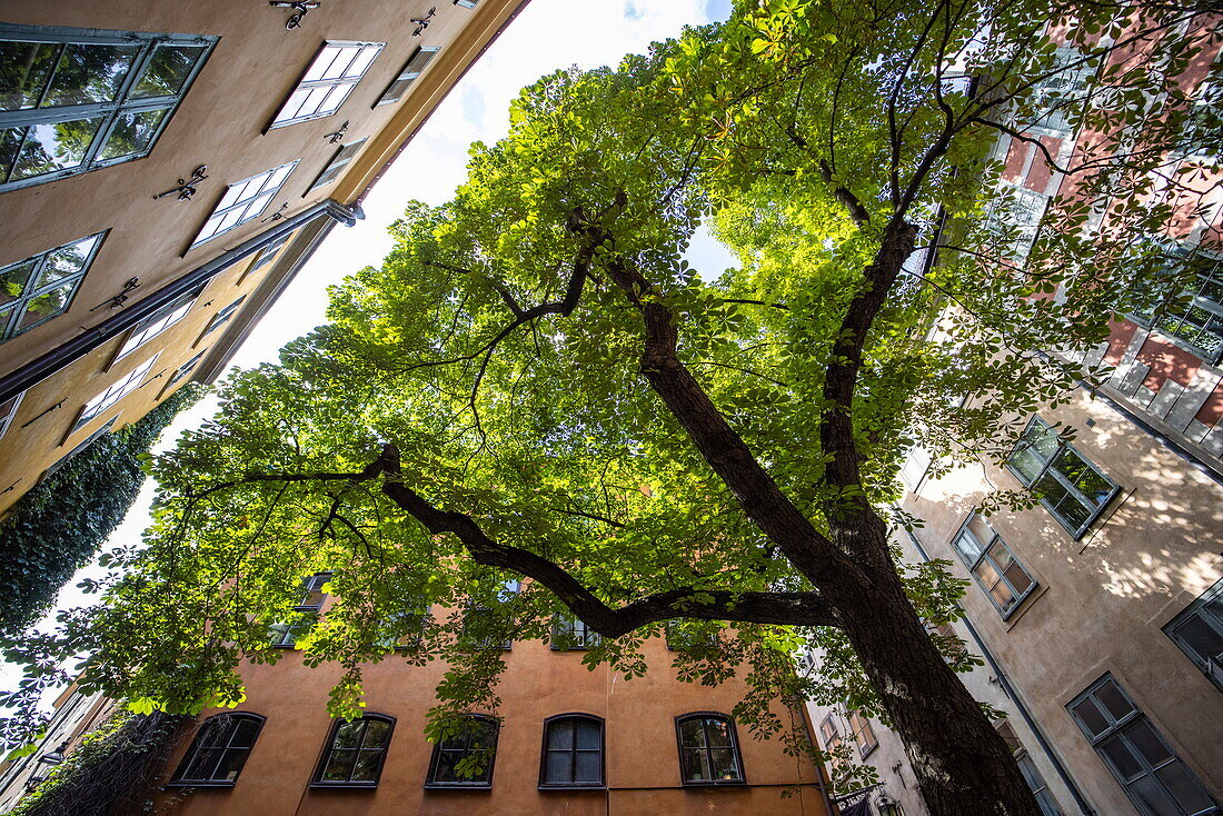 Chestnut tree amid colorful buildings in Gamla Stan old town, Stockholm, Sweden, Europe