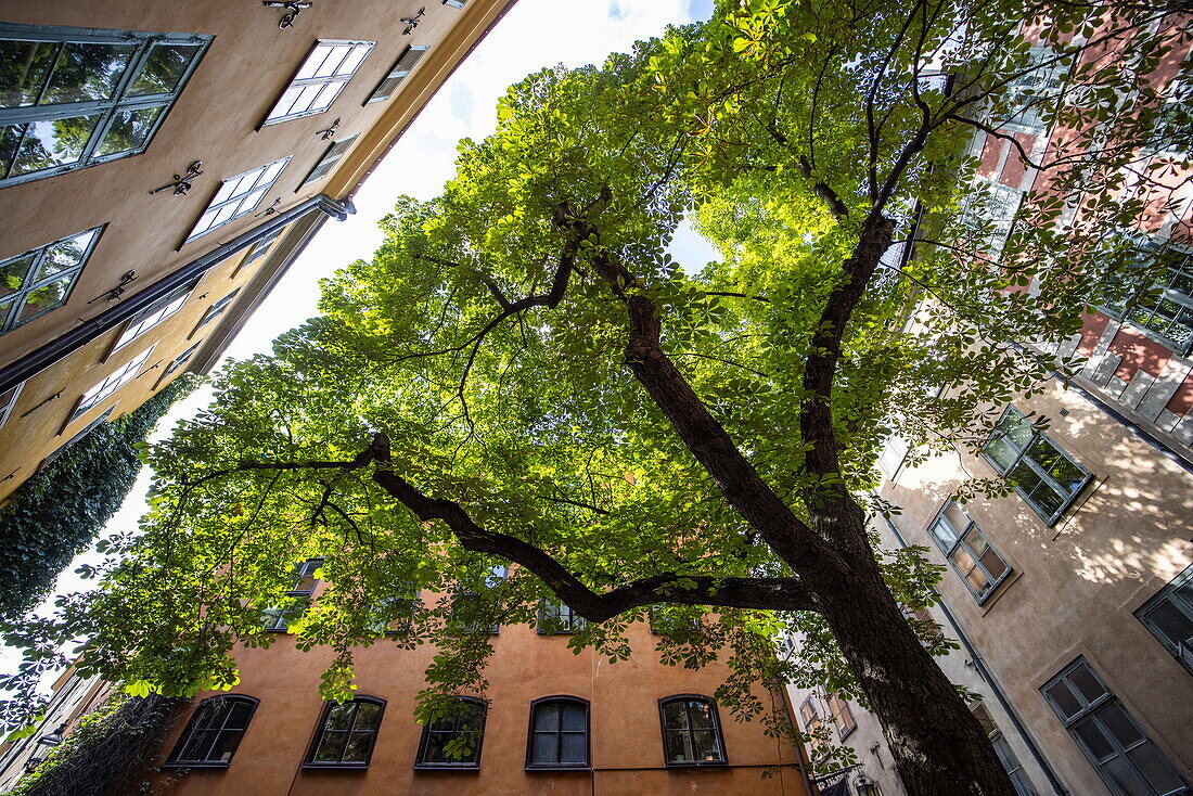 Kastanie inmitten bunter Gebäude in der Altstadt von Gamla Stan, Stockholm, Schweden, Europa