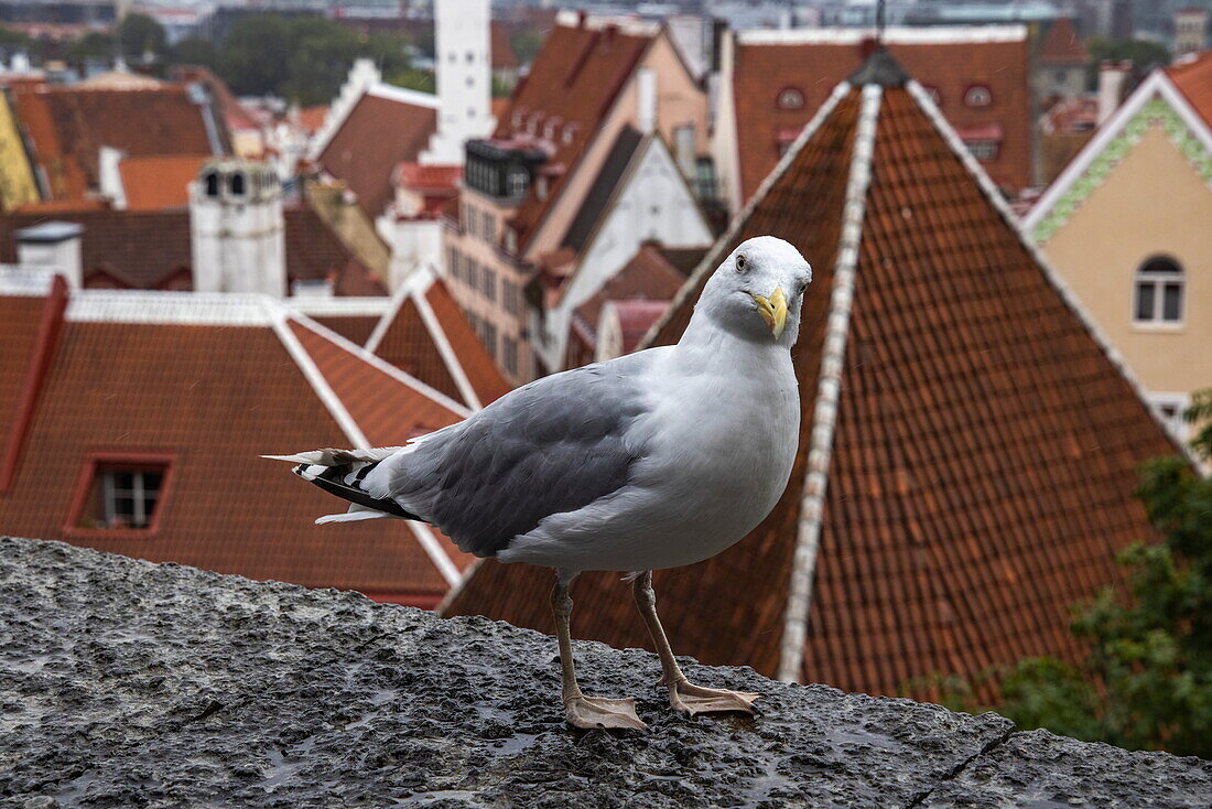 Schelmisch aussehende Möwe und die Dächer der Altstadt vom Domberg, Tallinn, Harjumaa, Estland, Europa