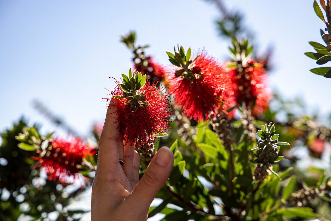 Zarte Frauenhand berührt Blüten vom Zylinderputzer (Callistemon), Vila Nova de Gaia, Porto, Portugal, Europa