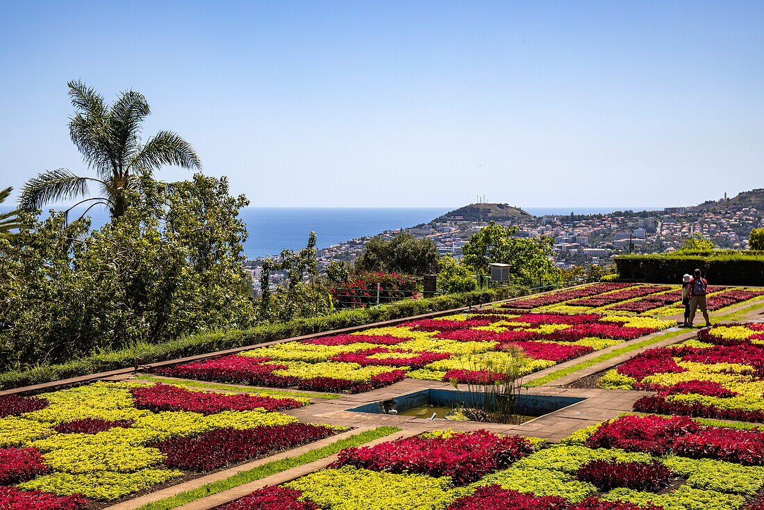 Plant pattern in the Madeira Botanical Gardens, Funchal, Madeira, Portugal, Europe