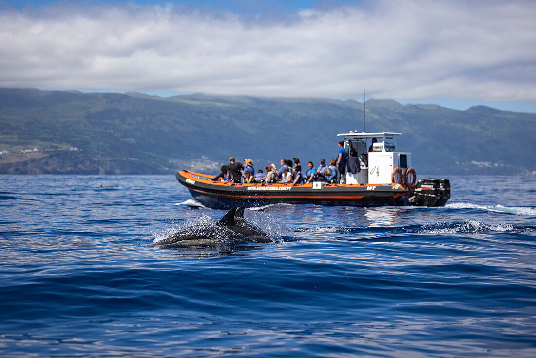 Gemeine Delfine (Delphinus delphis) und Walbeobachtungsboot, Lajes do Pico, Insel Pico, Azoren, Portugal, Europa