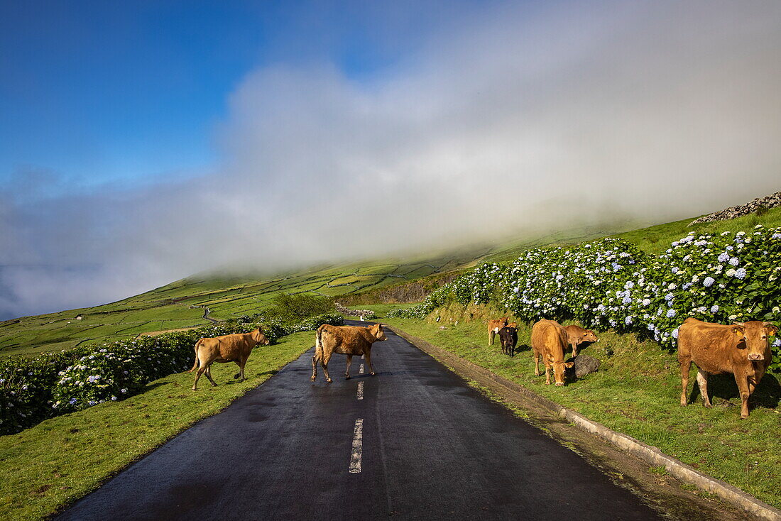 Vieh überquert Straße inmitten üppiger Landschaft, Insel Corvo, Azoren, Portugal, Europa