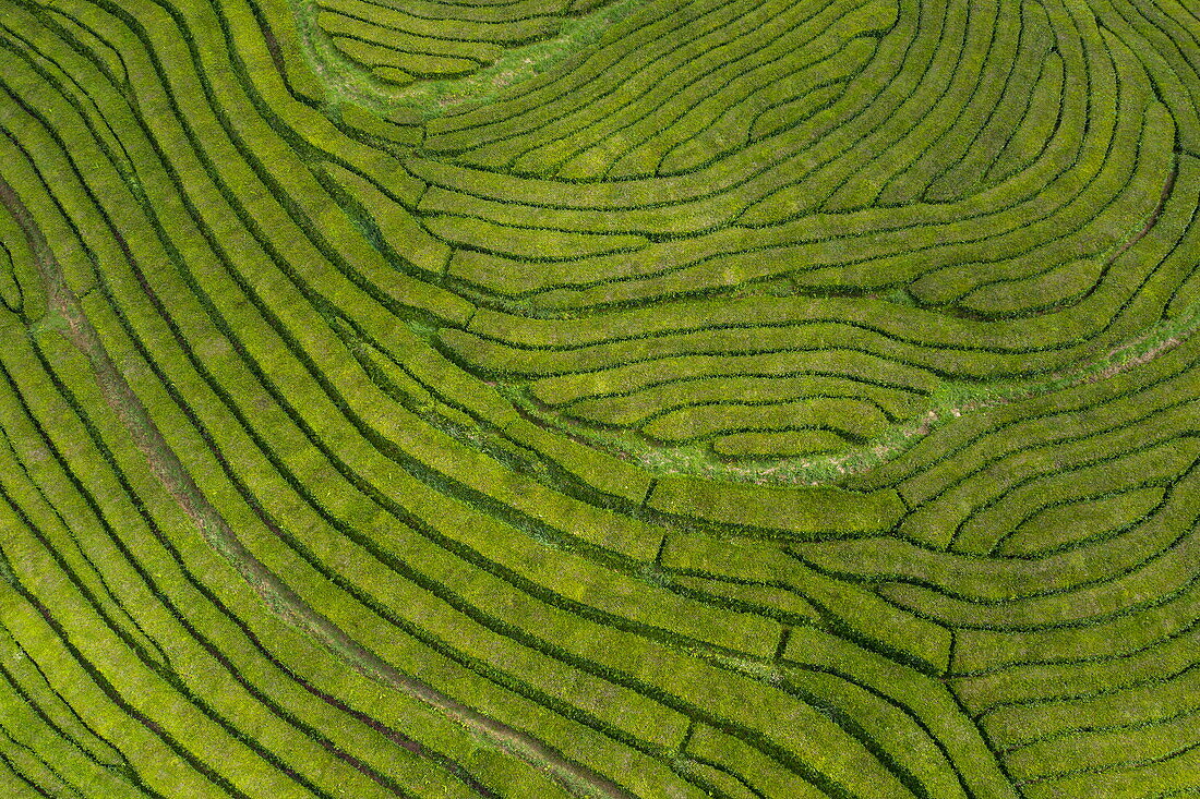 Luftaufnahme von Teeplantage in der Nähe der Teefabrik Fábrica de Chá Gorreana, Maia, Insel São Miguel, Azoren, Portugal, Europa