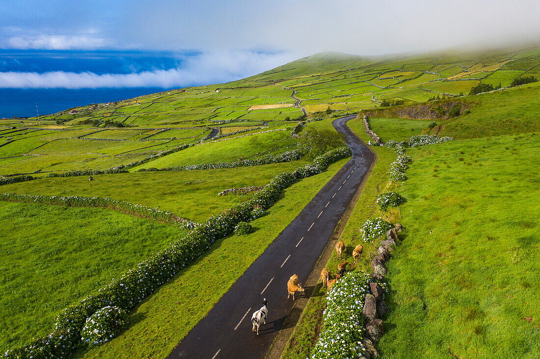 Luftaufnahme von Vieh welches die Straße überquert inmitten üppiger Landschaft, Insel Corvo, Azoren, Portugal, Europa