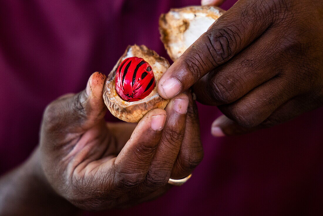 Detail of a Nutmeg in Dark Hands, near Saint George's, Saint George, Grenada, Caribbean