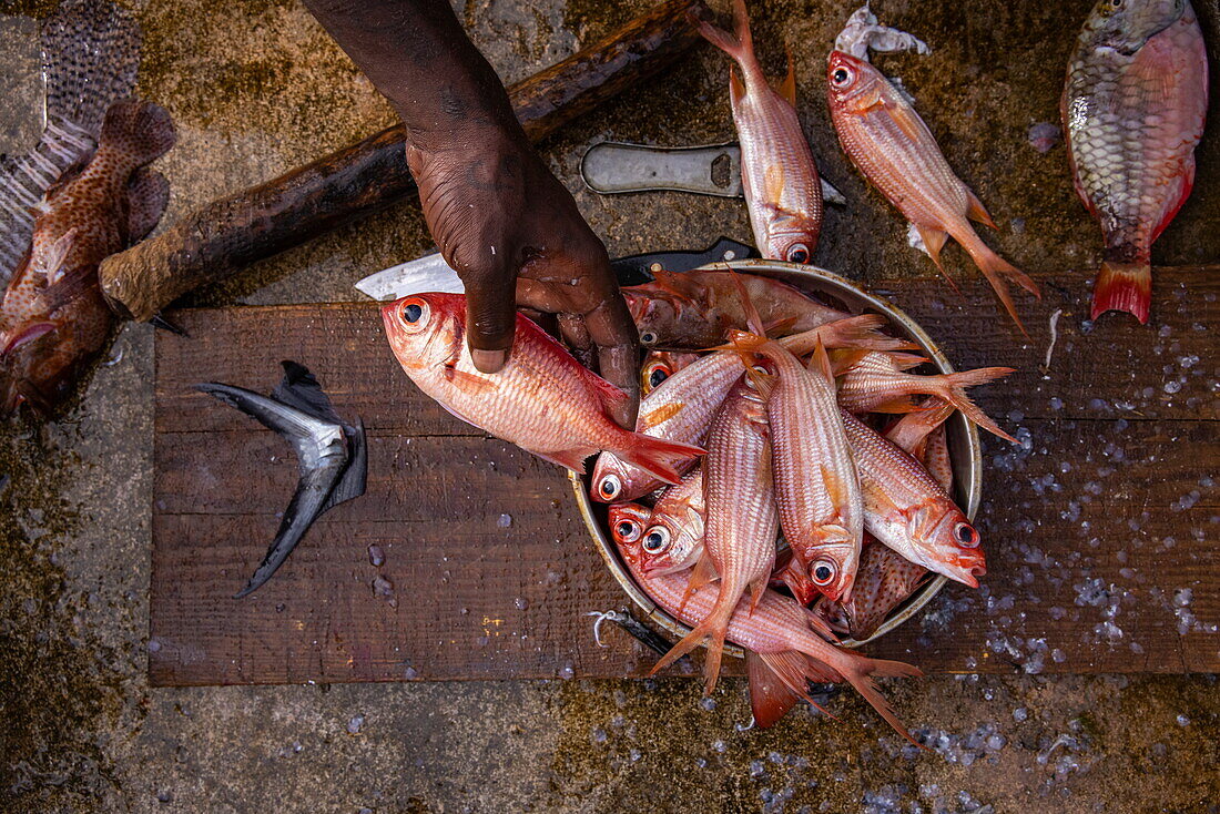 Hand holding red fish being cleaned by fishermen along Carenage harbourfront, Saint George's, Saint George, Grenada, Caribbean