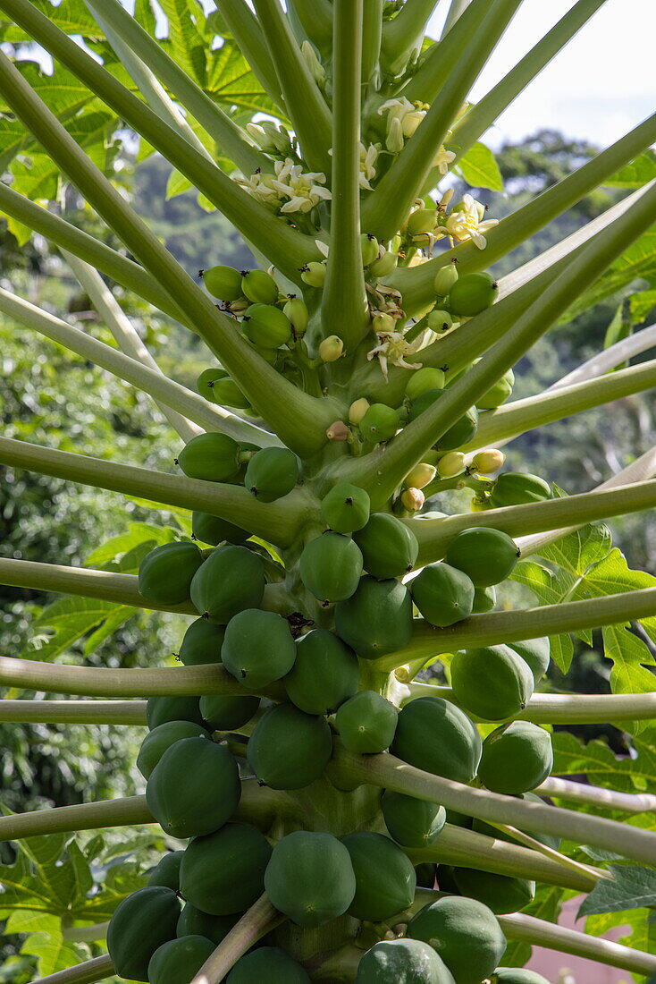 Blooming papaya tree, Saint David, Grenada, Caribbean