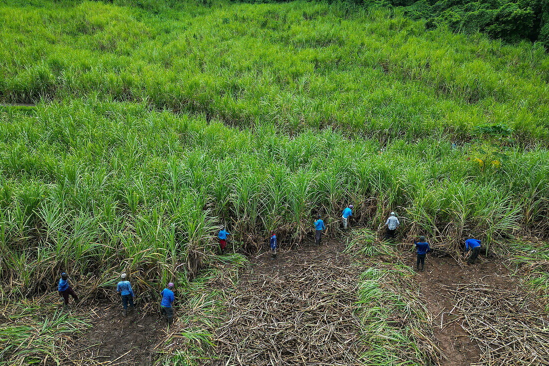 Aerial view of workers harvesting sugar cane in a field owned and operated by Renegade Cane Rum Distillery, near Redgate, Saint Andrew, Grenada, Caribbean