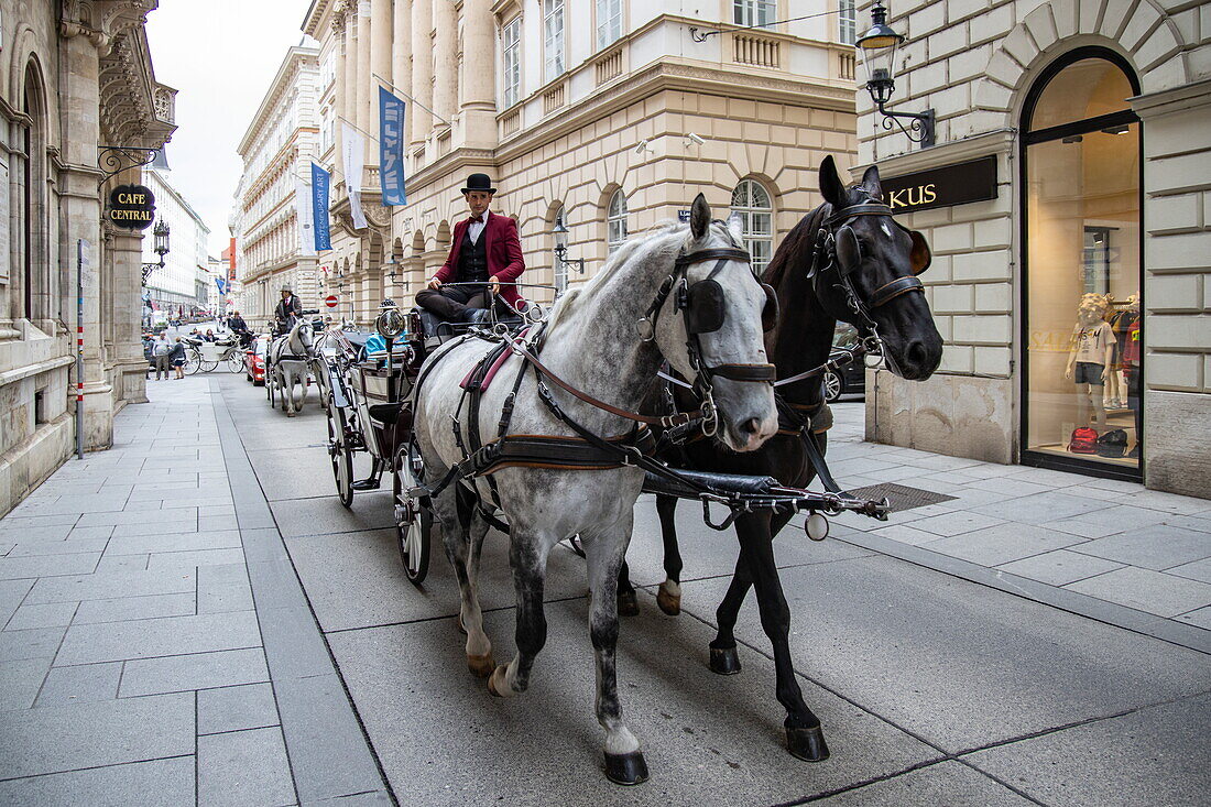Touristen genießen Fiaker-Kutschenfahrt durch die Straßen der Stadt, Wien, Österreich, Europa