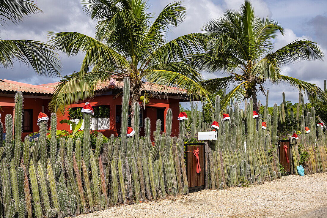 Zaun aus Riesenkaktus mit Weihnachtsdekoration, Palmen vor dem Haus, Bonaire, Niederländische Antillen, Karibik