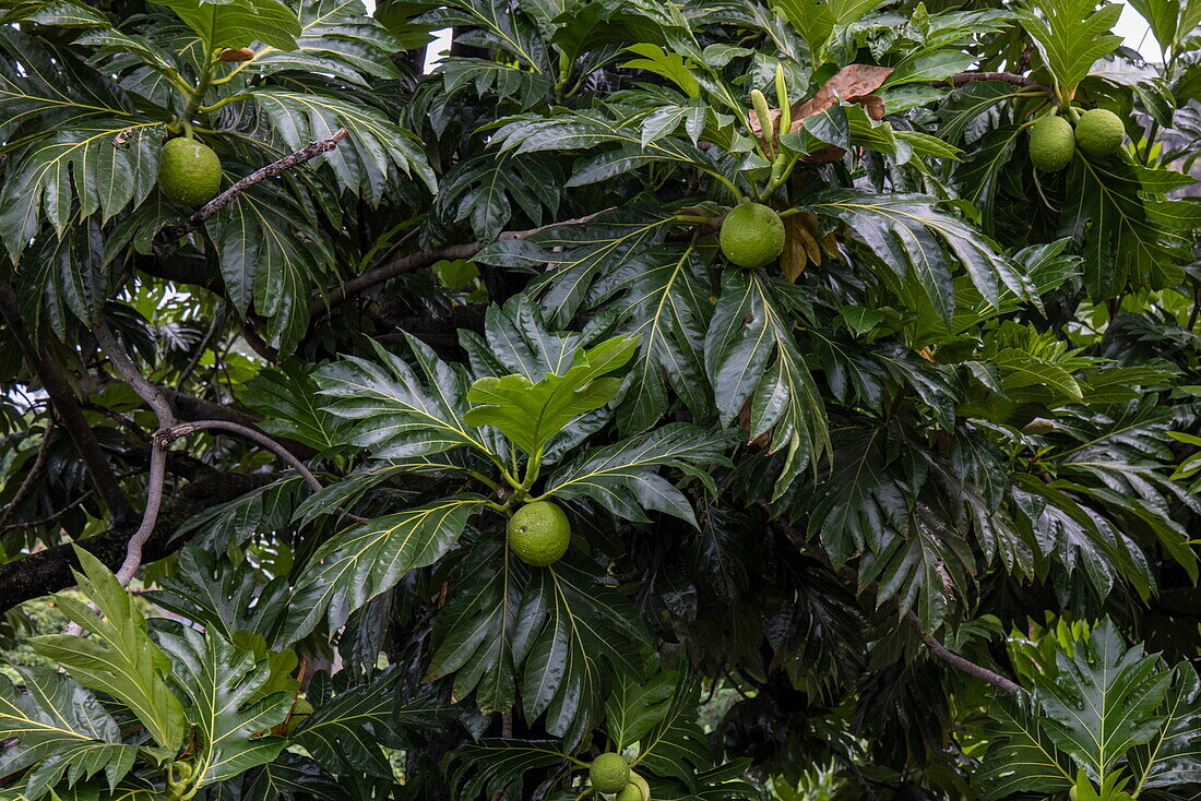 Brotfrucht am Baum, St. George, Grenada, Karibik