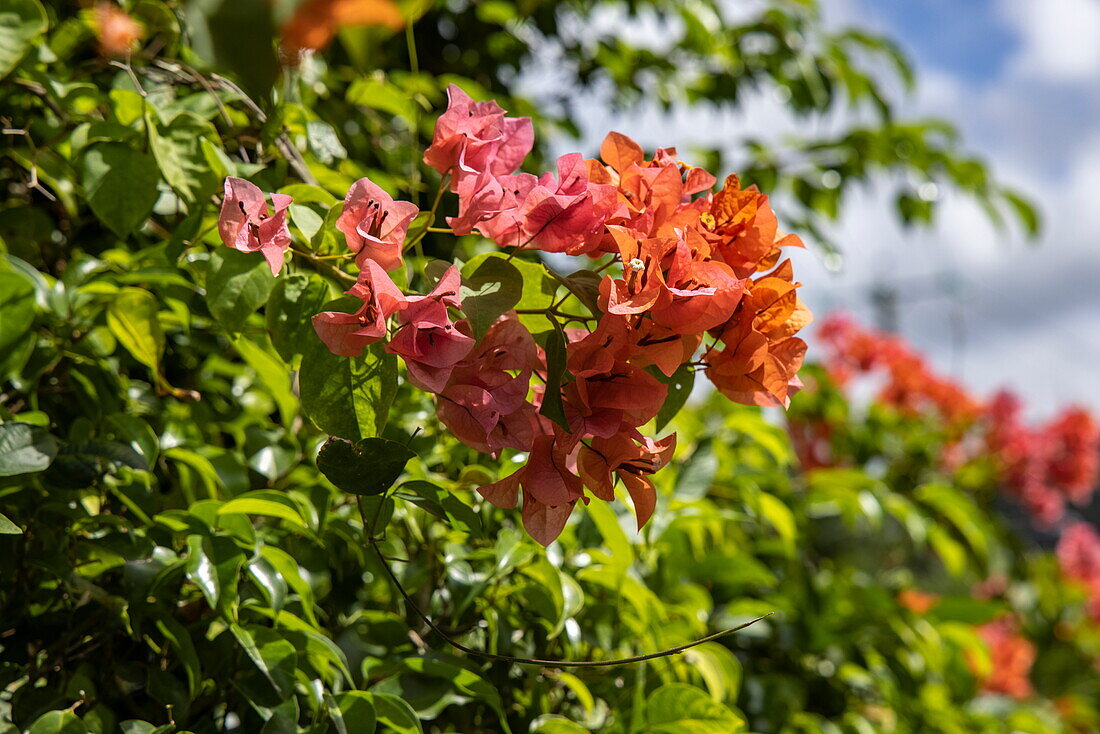 Bougainvillea in the gardens of the Howelton Estate, near Castries, St. Lucia, Caribbean