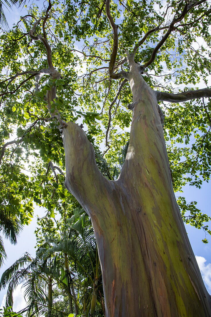 Rainbow gum tree in the Nevis Botanical Garden, Nevis Island, Saint Kitts and Nevis, Caribbean