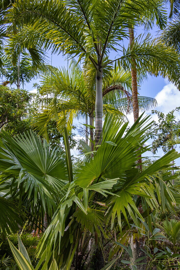 Palm trees in the Nevis Botanical Garden, Nevis Island, Saint Kitts and Nevis, Caribbean