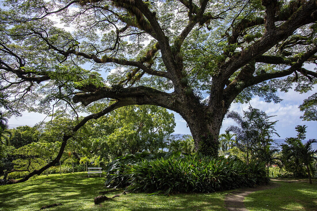 Majestic 400 year old Saman tree in the gardens of Romney Manor, St Kitts Island, St Kitts and Nevis, Caribbean