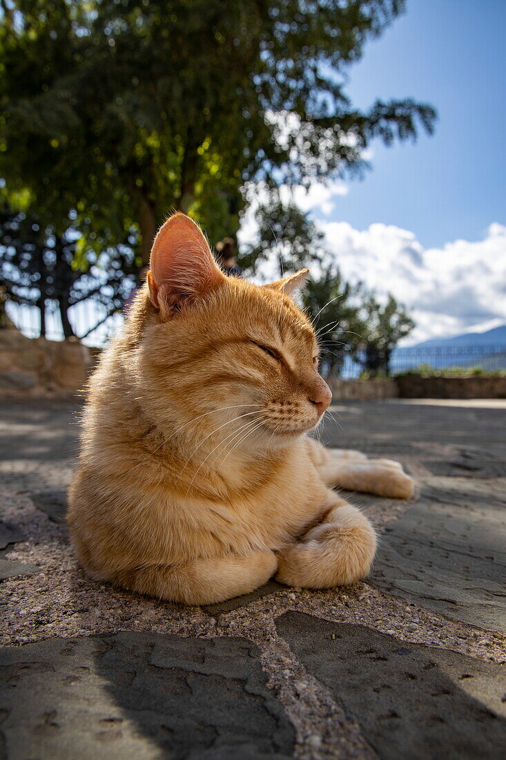 Katze entspannt sich im Hof des St.-Stephans-Kloster (Agios Stefanos) bei Meteora, Kastraki, Thessalien, Griechenland, Europa
