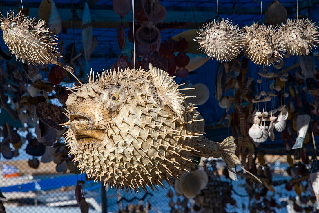 Dried puffer fish for sale at souvenir stall on fishing boat, Chania, Crete, Greece, Europe