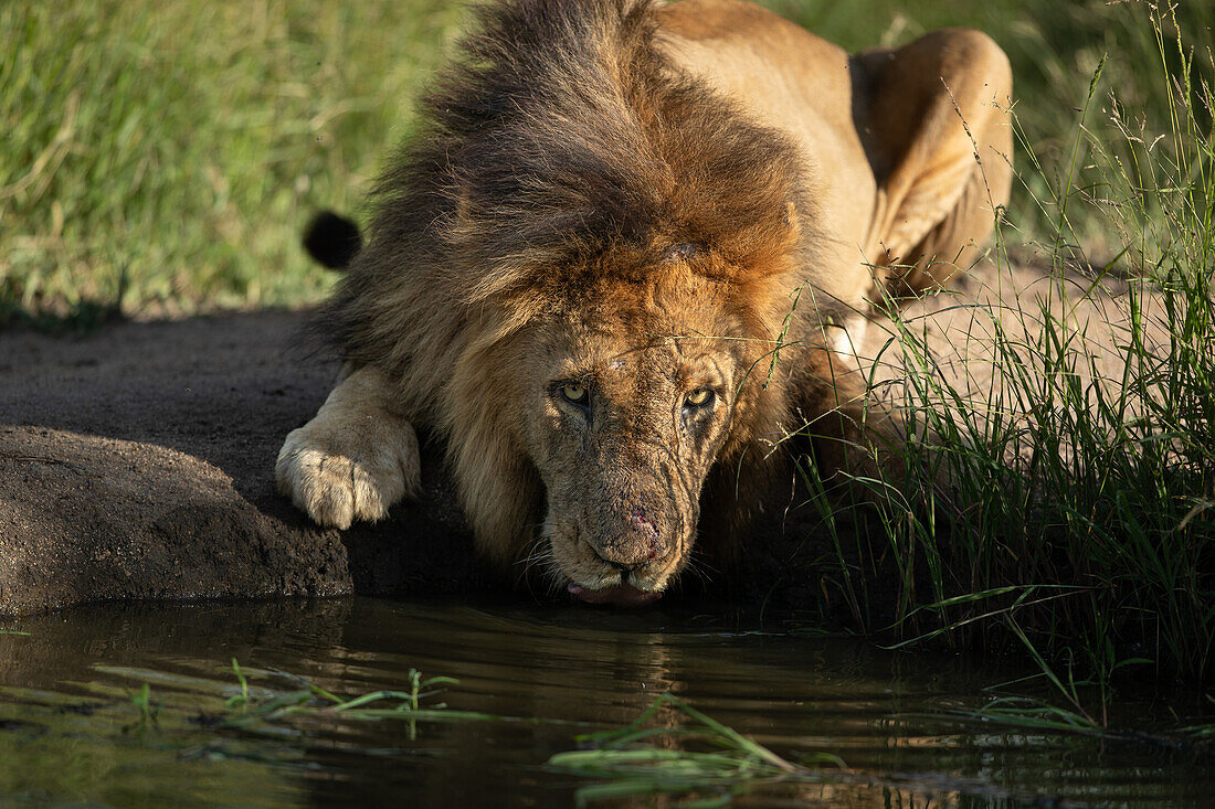 Ein männlicher Löwe (Panthera leo), trinkt Wasser aus einem Bach, Londolozi Wildlife Reservat, Südafrika