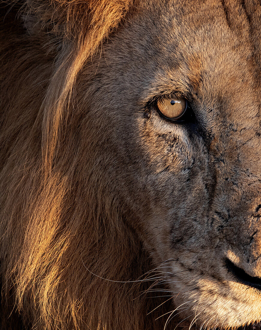 Ein Porträt des Gesichts eines männlichen Löwen (Panthera leo), Londolozi Wildlife Reservat, Südafrika