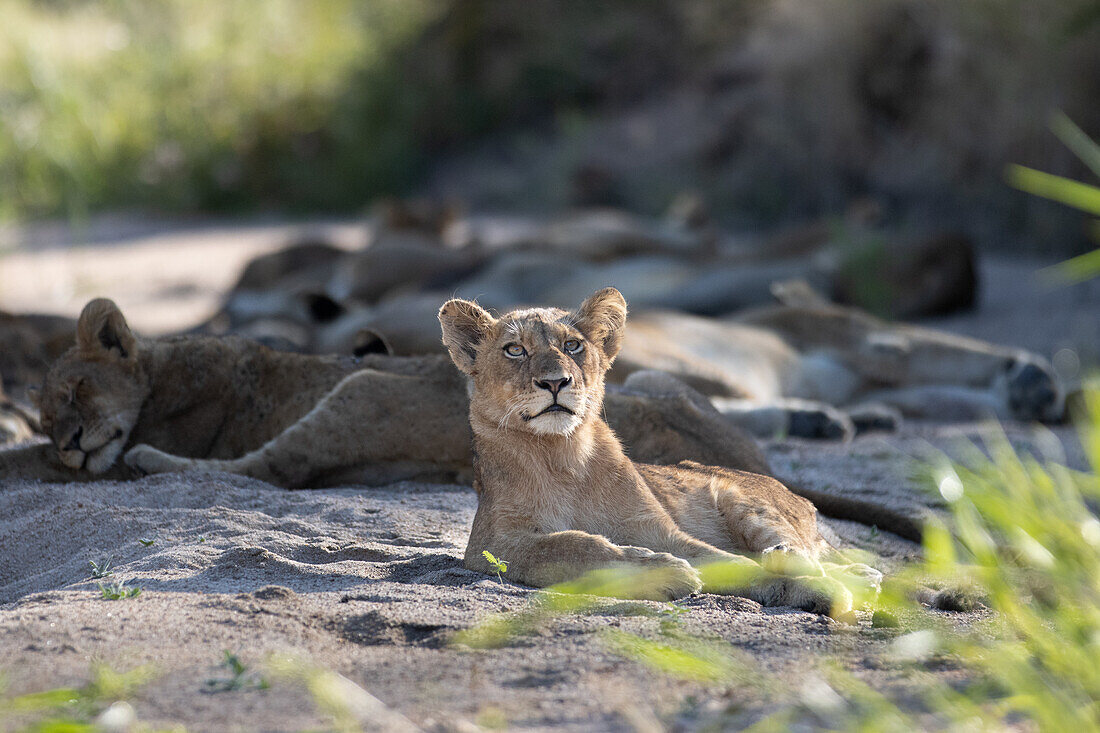 A young lion, Panthera leo, lies down in river sand and looks up