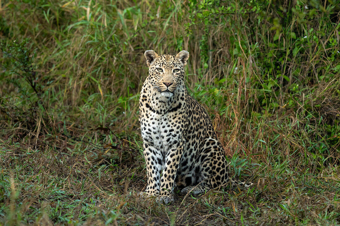 Ein weiblicher Leopard (Panthera Pardus) sitzt im Gras, direkter Blick, Londolozi Wildlife Reservat, Südafrika