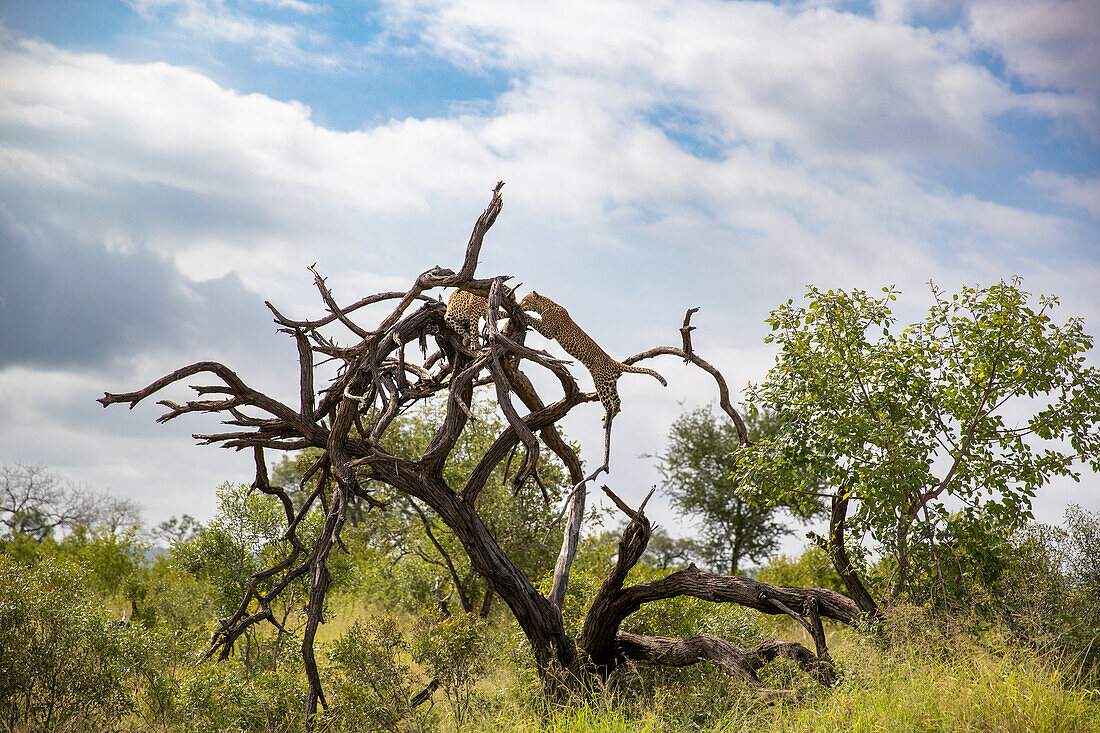 Zwei Leoparden, Panthera Pardus, klettern auf einen toten Baum, Londolozi Wildlife Reservat, Südafrika