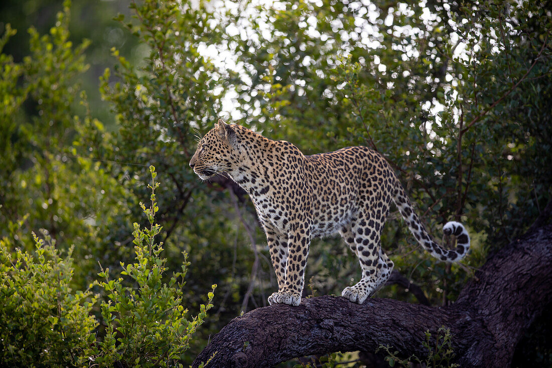 Ein Leopard, Panthera Pardus, steht auf einem Ast, Londolozi Wildlife Reservat, Südafrika