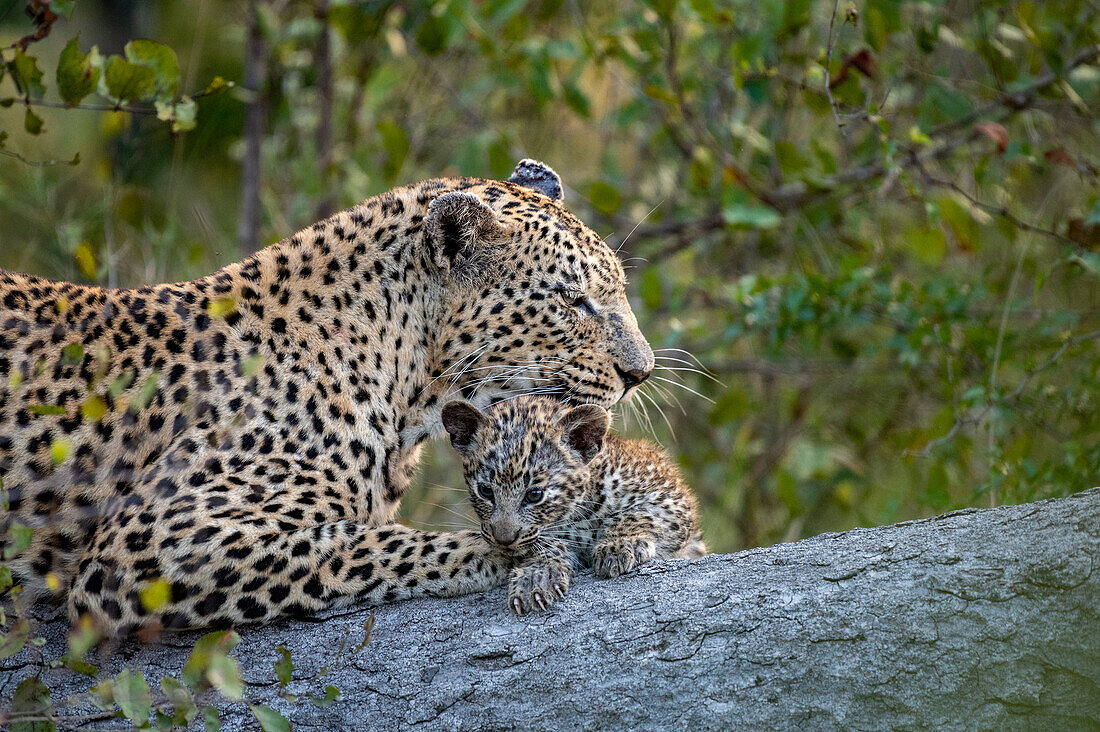 Eine Leopardin und ihr Junges, Panthera pardus, legen sich  auf einen Baumstamm, während die Leopardin ihr Junges putzt, Londolozi Wildlife Reservat, Südafrika