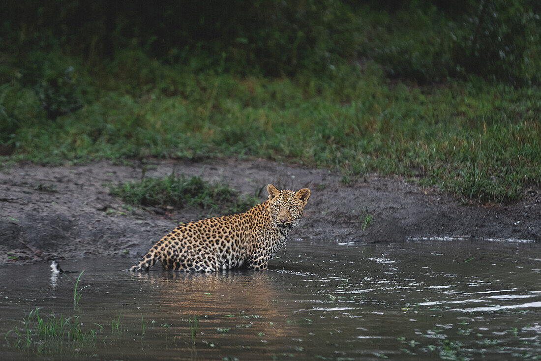 Ein Leopard, Panthera Pardus, steht im Wasser und blickt zurück, Londolozi Wildlife Reservat, Südafrika