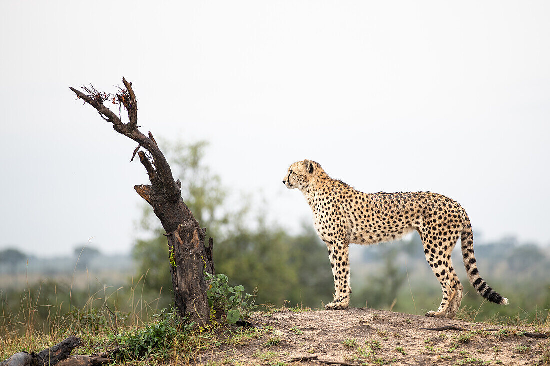 Ein Gepard, Acinonyx jubatus, steht auf einem Hügel, Seitenprofil, Londolozi Wildlife Reservat, Südafrika