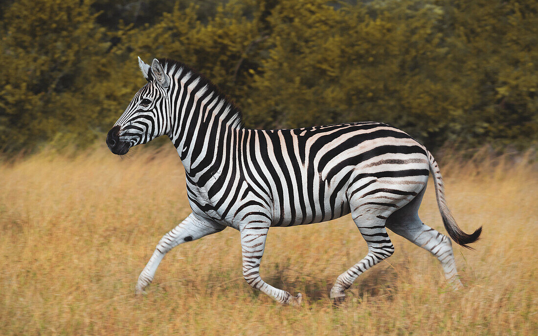 A zebra, Equus quagga, running through grass