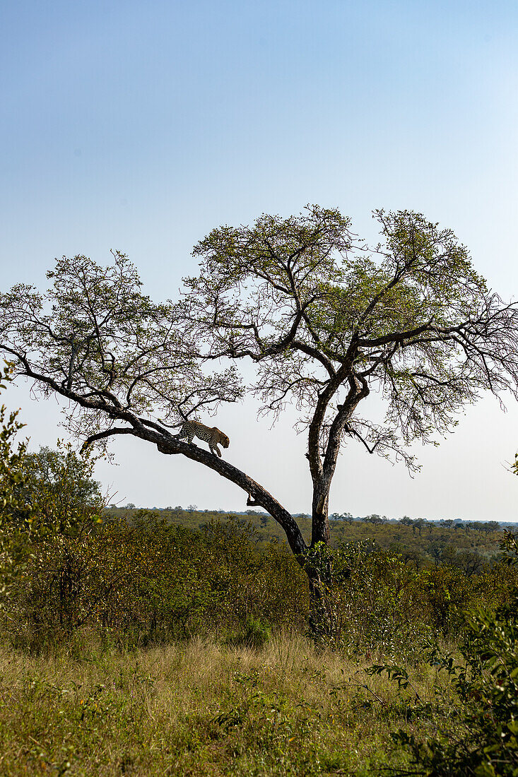 A leopard, Panthera pardus, descends from a tree