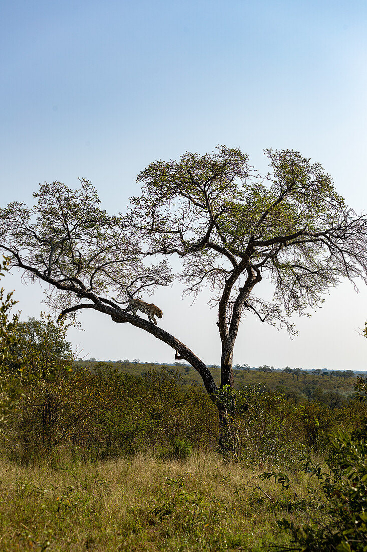 Ein Leopard, Panthera Pardus, steigt von einem Baum herab, Londolozi Wildlife Reservat, Südafrika
