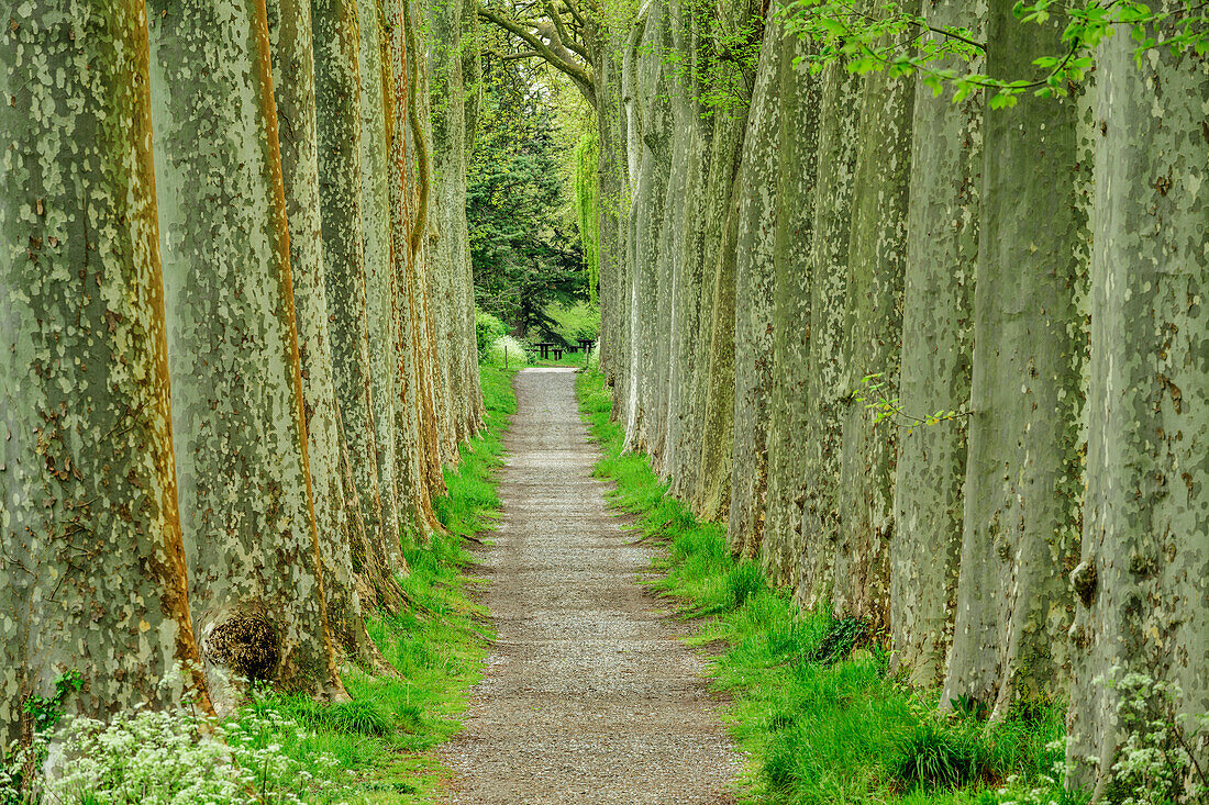 Avenue of plane trees, Naurouze, Canal du Midi, UNESCO World Heritage Canal du Midi, Occitania, France