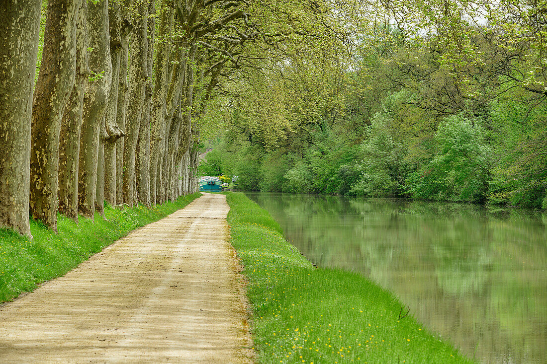 Path along the Canal du Midi lined with plane trees, near Renneville, Canal du Midi, UNESCO World Heritage Canal du Midi, Occitania, France