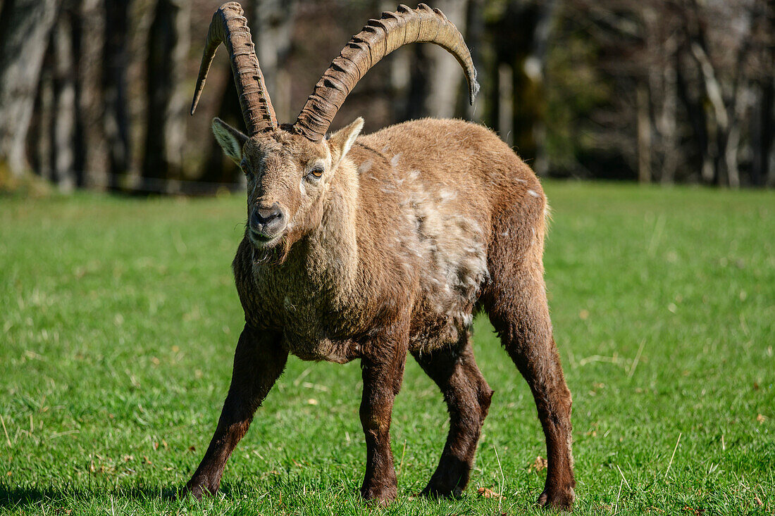 Steinbock am Creux du Van, Schweizer Jura, Neuenburg, Schweiz