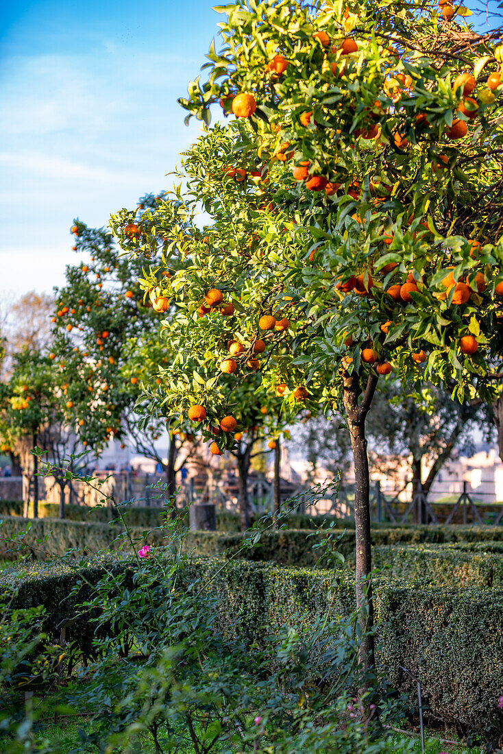 Orangenbäume am Palatin Hügel, Rom, Italien