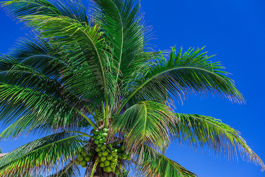 Kokospalme gegen den Himmel