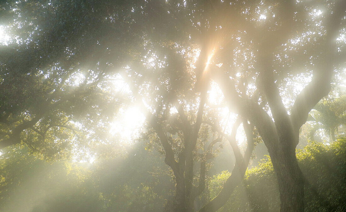 Sun shining through trees in morning mist