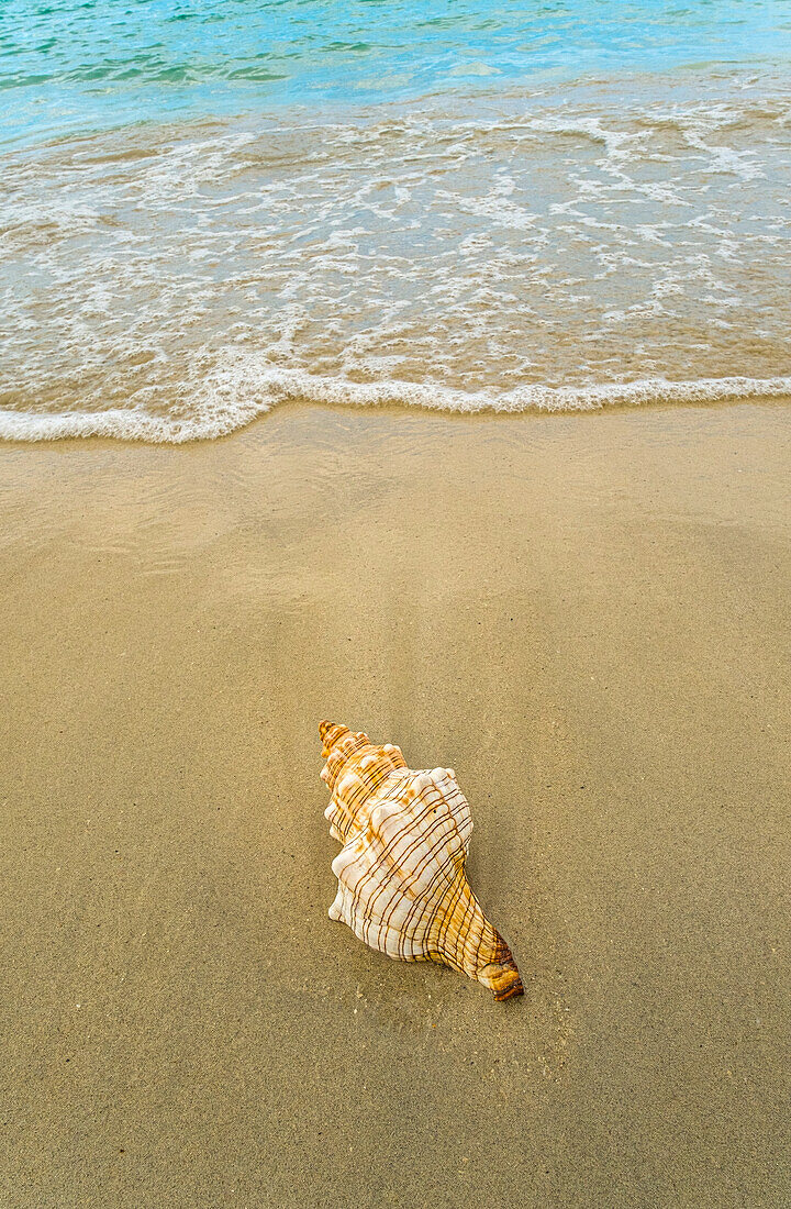 Schnecken-Muschel am Sandstrand