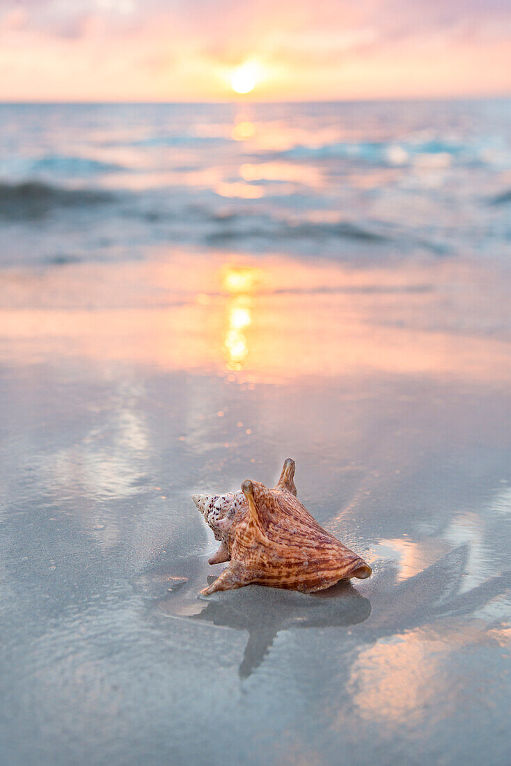 Muschel am Sandstrand bei Sonnenuntergang