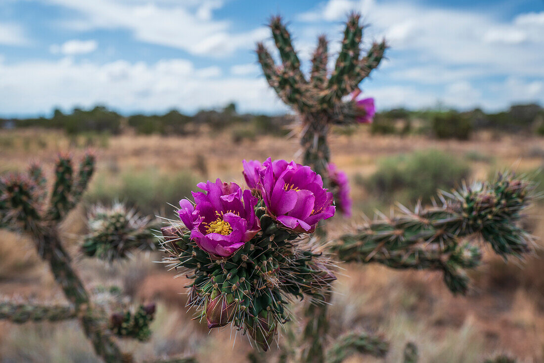 Nahaufnahme des drohenden Cholla-Kaktus in der Wüste, Santa Fe County, New Mexico, USA