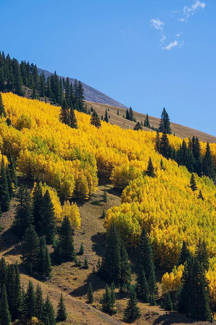 USA, Colorado, Leadville, Valley Of Ghosts, Autumn landscape with yellow forest