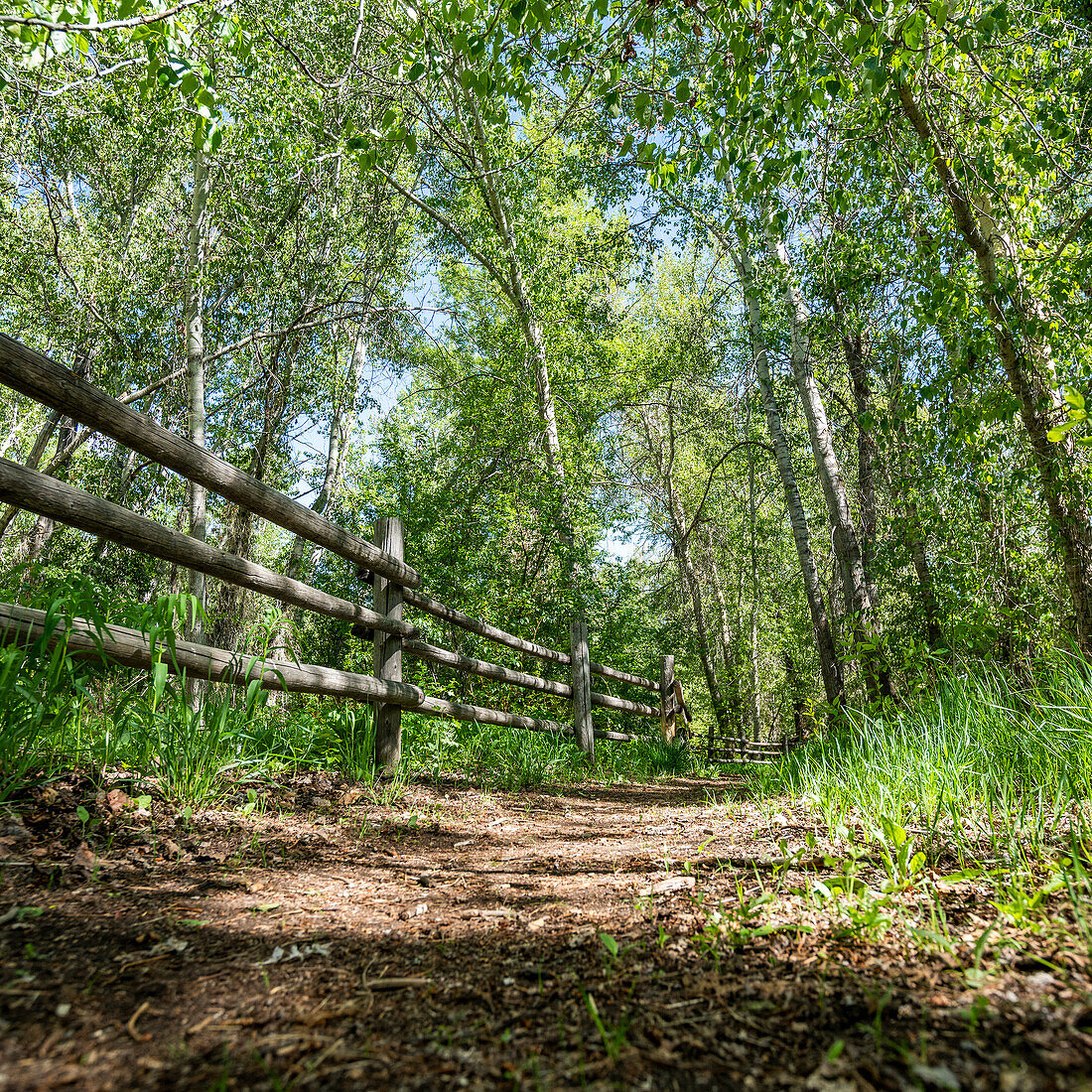 Wanderweg und Zaun im Wald