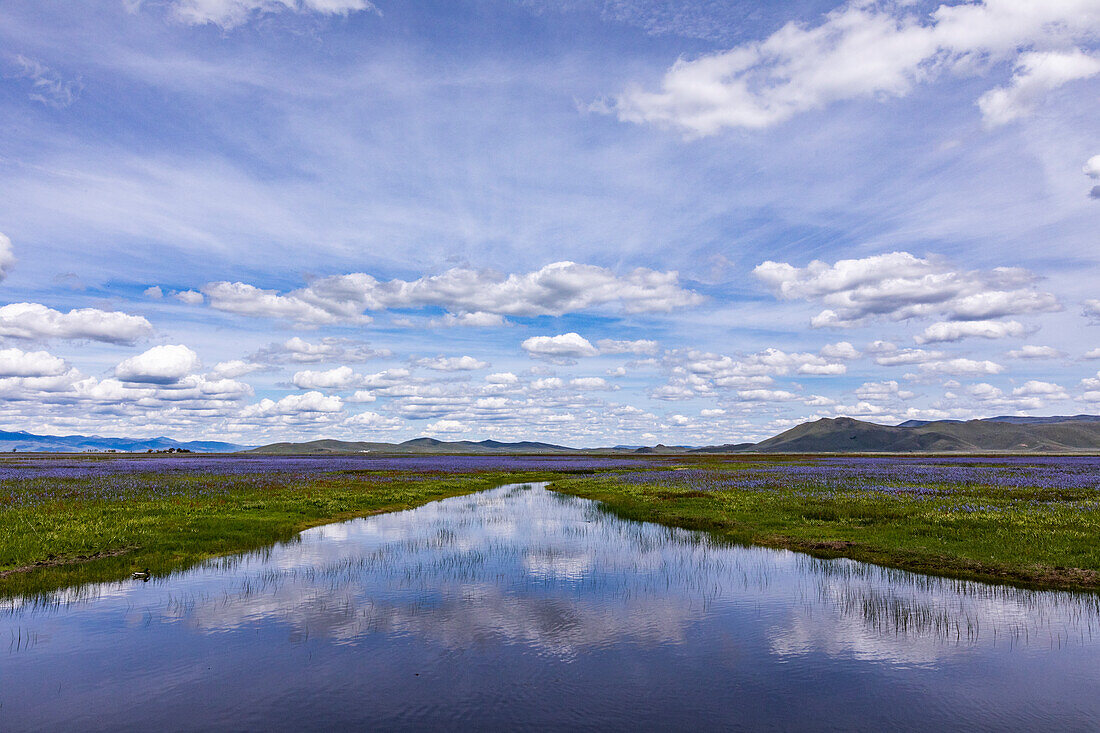 Camas Lilien blühen im Frühling am Fluss, Fairfield, Idaho, USA