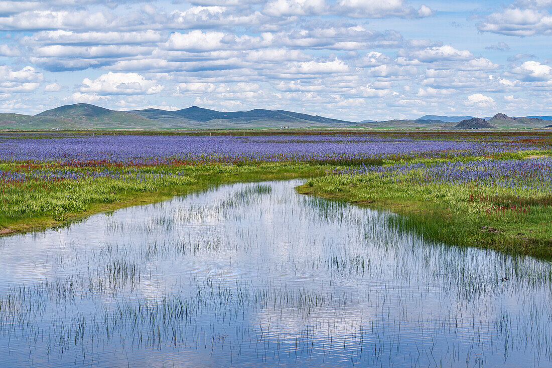 Camas-Lilien blühen im Frühling in Feuchtgebieten, Fairfield,  Idaho, USA